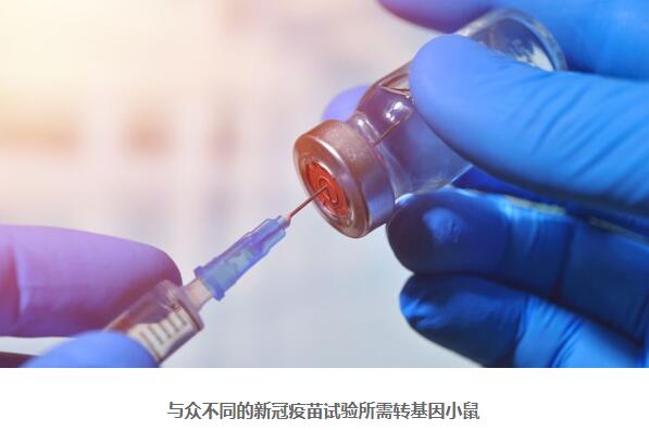 美国新冠疫苗开发为何受阻？缺小鼠