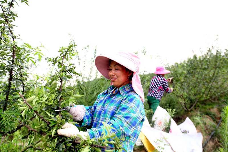 四川中江县黄鹿镇： 小小花椒树 结出致富果