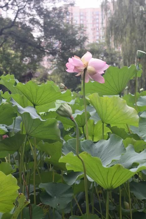 怒了!西溪湿地并蒂莲开花一天就被折 具体什么情况?