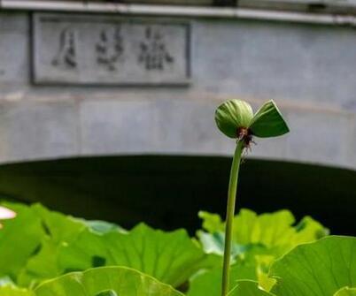 谁来担责?西溪湿地并蒂莲开花一天就被折,现场图曝光