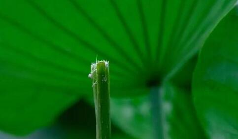 谁来担责?西溪湿地并蒂莲开花一天就被折,现场图曝光