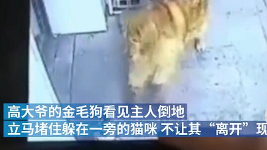 抓现行！遛狗老人被高空坠猫砸晕 护主金毛一招拦下“肇事”猫