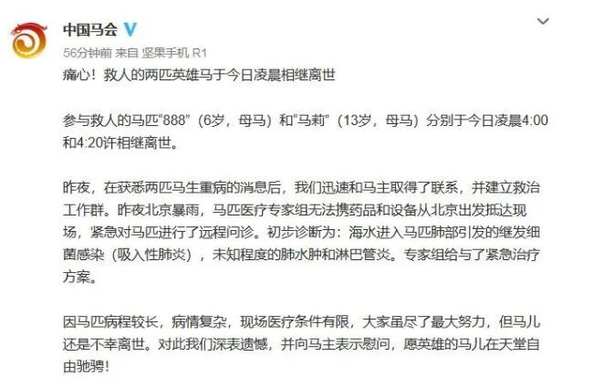 马主人回应下海救人两匹马去世,回应说了什么?具体什么情况?