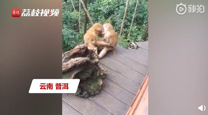 羞羞的！两只猴子接吻被发现害羞打闹 网友：旅游的情侣教的