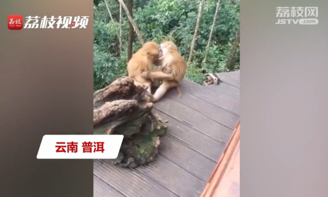 太可爱了！两只猴子接吻被发现害羞打闹 光天化日之下简直羞死了