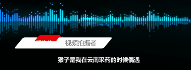 太可爱了！两只猴子接吻被发现害羞打闹 光天化日之下简直羞死了
