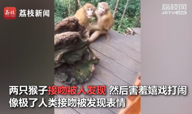 太可爱了！两只猴子接吻被发现害羞打闹 光天化日之下简直羞死了