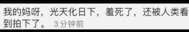 太可爱了！两只猴子接吻被发现害羞打闹 光天化日之下简直羞死了