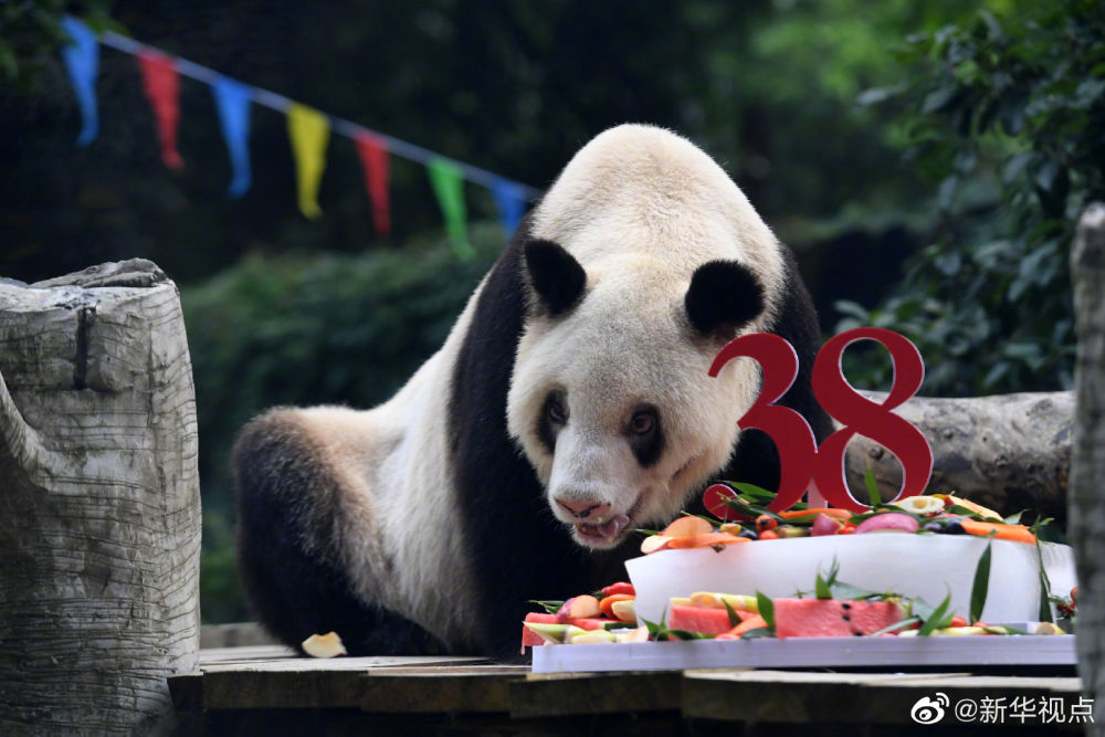 世界现存最年长圈养大熊猫“新星”迎来38岁生日