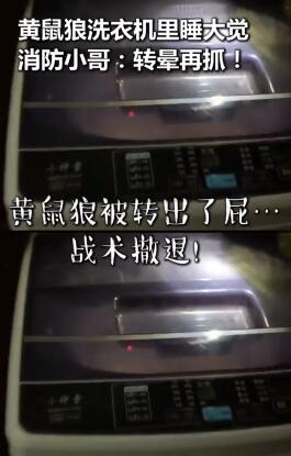 黄鼠狼爬进洗衣机被转晕是怎么回事?什么情况?终于真相了,原来是这样!