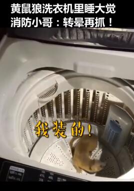 黄鼠狼爬进洗衣机被转晕是怎么回事?什么情况?终于真相了,原来是这样!