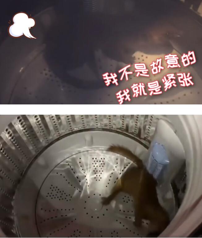 可可爱爱！黄鼠狼爬进洗衣机被转晕 放屁企图逃过消防员抓捕