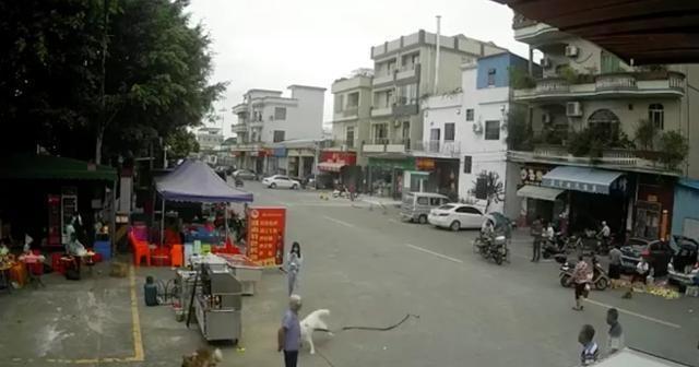 GIF动图还原现场！镇政府回应老人被狗绳绊倒身亡属于意外 牵狗女孩进行心理疏导