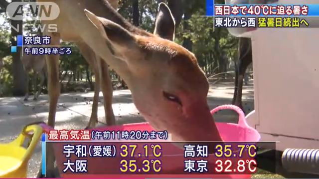 东京本月超100人因中暑死亡是怎么回事?什么情况?终于真相了,原来是这样!