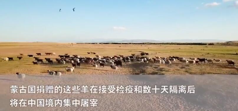 可爱多！实拍蒙古国牧场捐赠给中国的羊上热搜 30000只肥肥仔堪称羊中精英