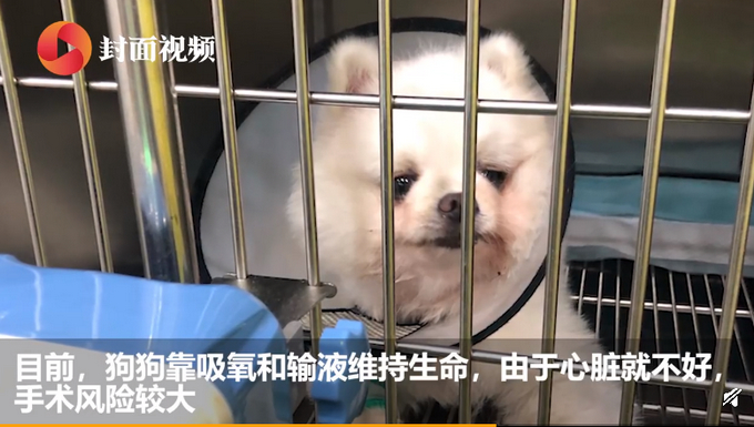 福州大学回应准研究生疑似虐狗 借宿朋友家虐狗致重伤用拖鞋用力抽打十多下
