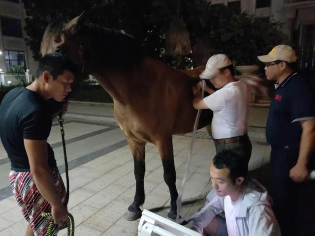 【后续来了】福建下海救人的第三匹马已痊愈 英雄马“将军”坚持口服中药