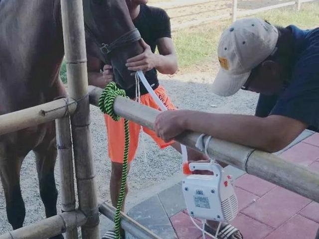 【后续来了】福建下海救人的第三匹马已痊愈 英雄马“将军”坚持口服中药