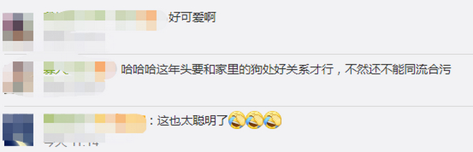 【惯犯】狗子听到家长进门提醒女孩写作业,具体是什么情况?