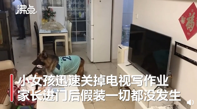 【惯犯】狗子听到家长进门提醒女孩写作业,具体是什么情况?