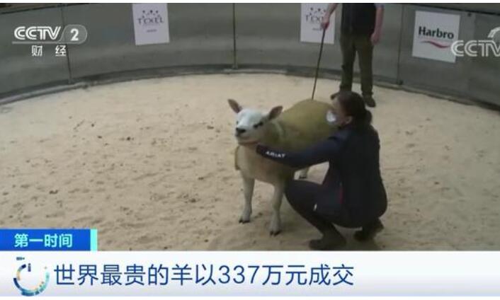 【羊中兰博基尼】世界上最贵的羊诞生 337万元！有何过人之处？