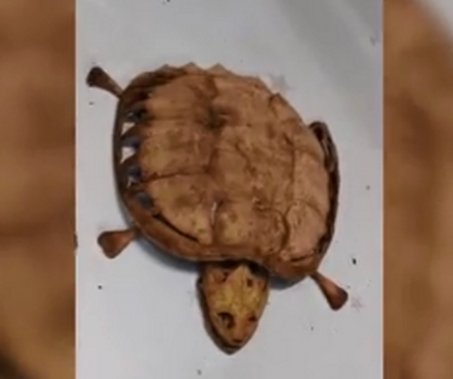 太可怜了!武汉大学生返校发现乌龟变龟壳 具体是怎么一回事呢？