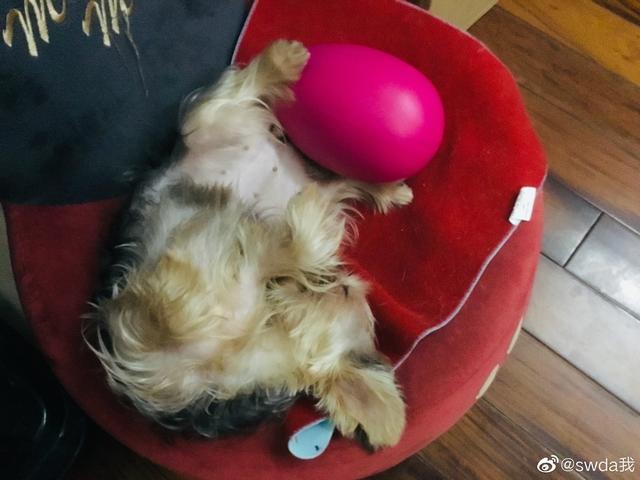 向太否认郭碧婷已生女是怎么回事?什么情况?终于真相了,原来是这样!