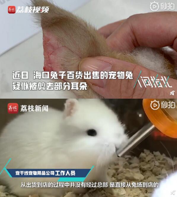 不是个例！宠物店回应为抬价剪兔耳，到底是怎么回事？