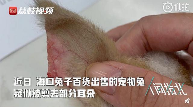 残忍！宠物店回应为抬价剪兔耳 来自上游供应商恐非个例