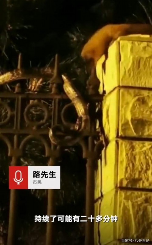 【世纪大战】黄鼠狼与青蛇撕咬居民激情解说 网友：看热闹不嫌事大
