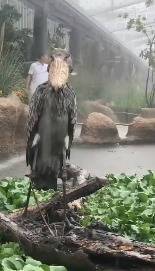 雨我无瓜!日本一鲸头鹳在狂风暴雨中一动不动,是王者般的存在