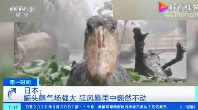 雨我无瓜!日本一鲸头鹳在狂风暴雨中一动不动,是王者般的存在