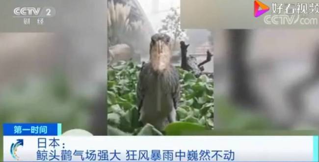 雨我无瓜!日本一鲸头鹳在狂风暴雨中一动不动,是王者般的存在