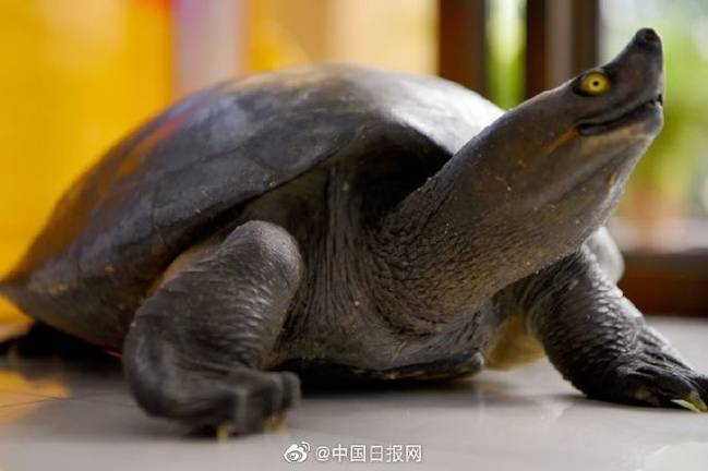 晒食用巨龟引网友热议 澳大利亚驻柬埔寨大使致歉 