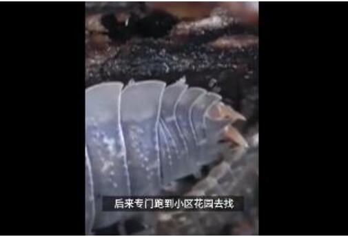 【一起捉虫】昆明9万学生全城找鼠妇做实验 需90万只缺口怎么补？