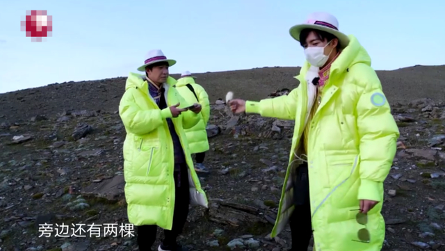 【最新】极限挑战嘉宾摘国家二级保护植物 节目组的锅还是明星的锅？
