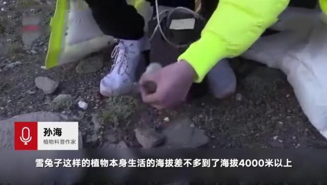 【极限挑战节目组致歉】刘宇宁疑采摘雪莲遭痛批,道歉回应是道具却被专家打脸