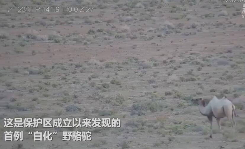【罕见】甘肃发现首例白化野骆驼 是什么品种？是保护区发现的首例白化骆驼