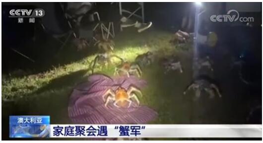 【吓得直流口水】家庭烧烤时爬来50多只大螃蟹 澳大利亚圣诞岛螃蟹横行