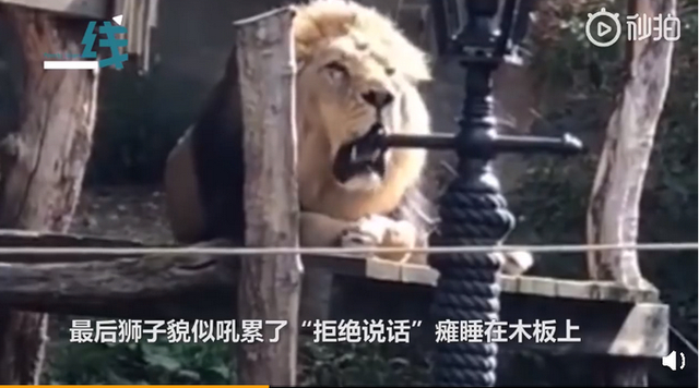 谁赢了?动物园狮子与游客对吼,最后结局亮了