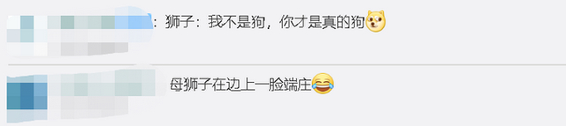 谁赢了?动物园狮子与游客对吼,最后结局亮了