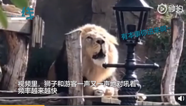 谁赢了?动物园狮子与游客对吼,最后结局亮了