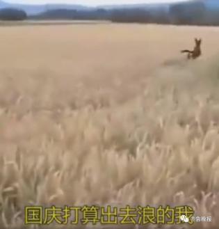 穷到惊醒!网友吐槽国庆放假要赶超5场婚宴