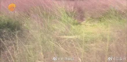 游客用裹塑料袋苹果投喂大象 网友看到视频气愤不已