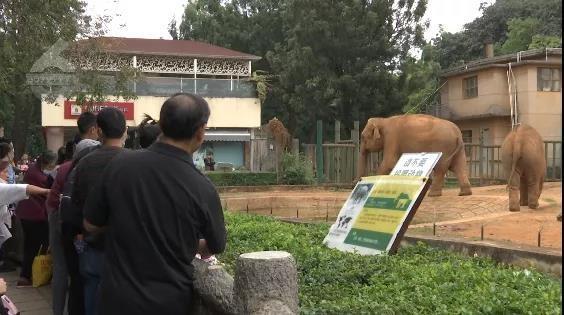游客用裹塑料袋苹果投喂大象 不文明行为该如何处罚