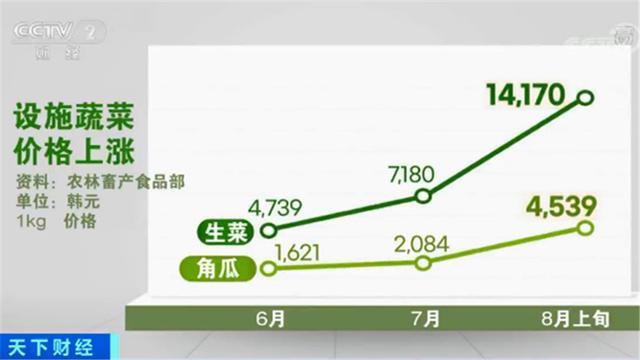 令人咂舌!韩国大白菜涨价至62元一棵 江原道发生两伙盗贼同时偷白菜案件