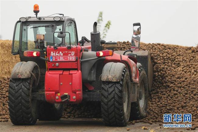 10月17日，工作人员在比利时埃诺省阿特市的农业与农业工程中心试验农场运送土豆。 