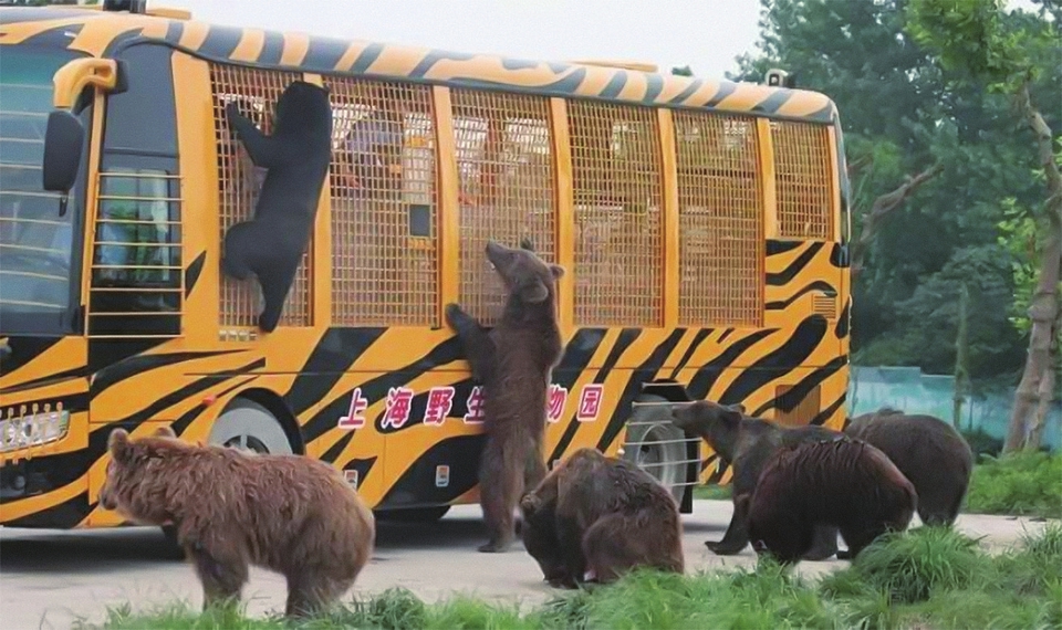 【最新】饲养员遭熊攻击身亡 现场疑曝光 猛兽区已暂停开放