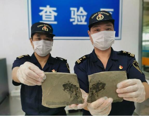 法网恢恢！福州海关快件中查获侏罗纪化石 侏罗纪化石长啥样?