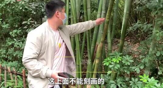 【吃瓜围观】成都大熊猫基地景观竹遭游客刻划